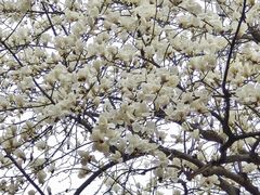 -鸡鸣汤包(红山动物园店)