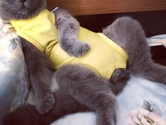 -关爱宠物医院·猫科中心·消化科(滨湖万达分院)
