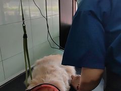 -瑞派动物医院·绝育·犬猫全科·预防医学(光景江南中店)