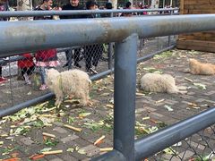 -长白岛森林公园