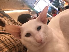 -飞行喵MR PILOT|猫舍·猫咖(静安大融城店)