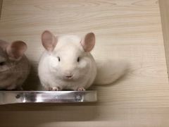 -钓仓鼠(洋桥北里小区店)