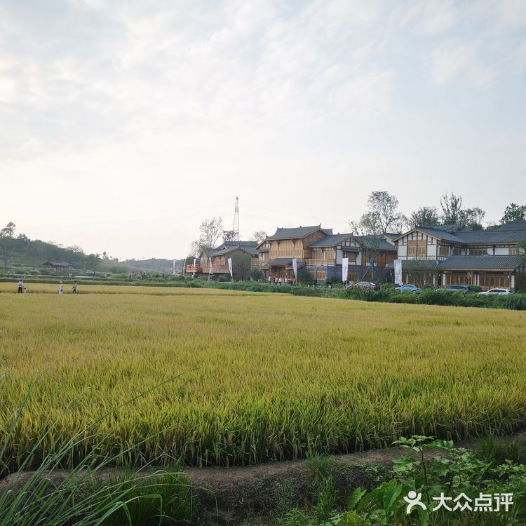 一场说走就走的金黄之旅