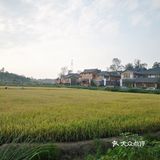 一场说走就走的金黄之旅