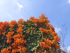 -深圳仙湖植物园
