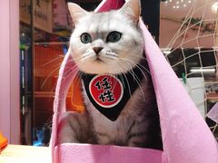 -小呆的宠物店·宠物售卖·宠物寄养(城西店)