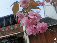 -黎里古镇