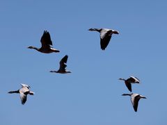 -南大港湿地风景区