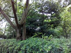 -广东茂名森林公园