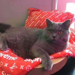 -飛凡TATTOO纹身•原创