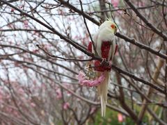 -天适樱花悠乐园