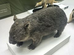 -国家自然博物馆