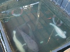 -蓝湾碧波·老字号·疍家非遗海上餐厅