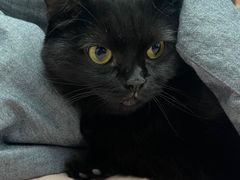 -创凡宠物医院·骨专科  猫科中心(西乡分院)