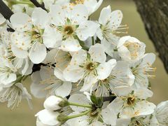 -中国天府农业博览园