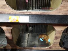 -宠物世家(仲盛世界商城店)