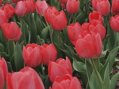 -洛阳郁金香牡丹园