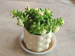 -船歌·鱼水饺青岛菜(石老人店)