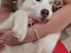 -Husky Go!哈士奇体验馆·宠物咖啡厅狗咖