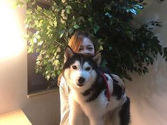 -Husky Go! 哈士奇体验馆·宠物咖啡厅狗咖