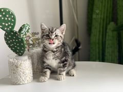 -喵zoo家庭繁育猫舍(尖东智能花园店)
