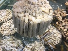 蛏子-盒马鲜生(大成店)