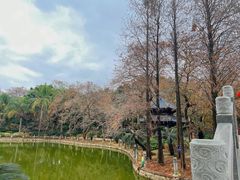 -金花茶公园