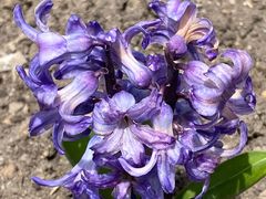 -上海鲜花港