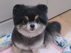 -1013 PET SHOP 宠物商店(近铁城市广场店)
