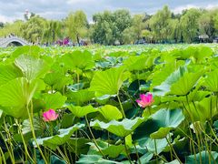 -长春市南湖公园