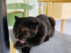 -喵园·猫主题咖啡厅·撸猫·猫咖(国贸店)