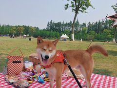 -上海长兴岛郊野公园