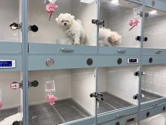 -萌宠之家·腊肠犬·马尔泰·小体犬舍