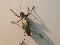 -上海昆虫博物馆