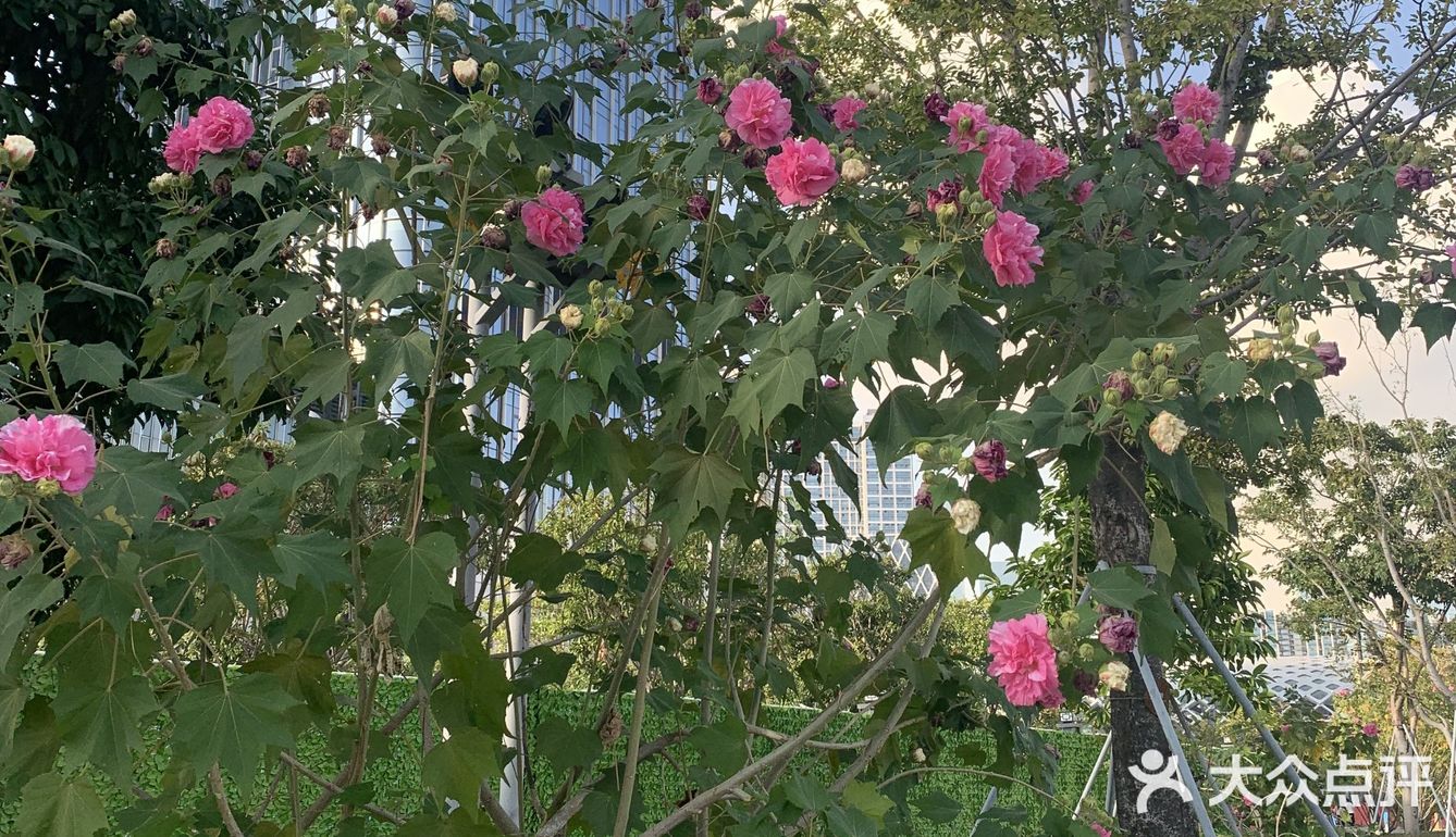 神奇的木芙蓉也叫三色花