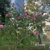 神奇的木芙蓉也叫三色花