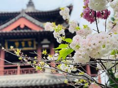 -西安青龙寺遗址景区