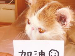 -喜多萌中农锦绣动物医院24H·猫科·牙科MRI·CT