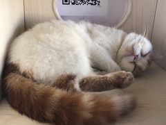 -Cappucimeow猫咪咖啡馆(韦伯时代店)