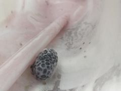 -奈雪的茶(国金中心店)