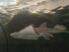 -悉尼海洋生物水族馆