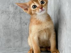 -小猫来了·猫舍(红山六九七九店)