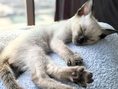 -欣宠猫屋·矮脚拿破仑·蓝金金渐层