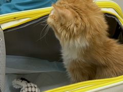 -中农国际动物医院24小时·猫科·骨科·急重症中心