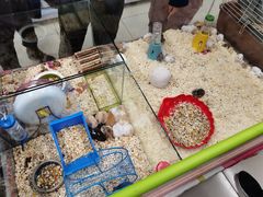 -钓仓鼠(洋桥北里小区店)