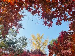 -秋霞圃