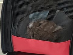 -喜多萌中农锦绣动物医院24H·猫科·牙科MRI·CT
