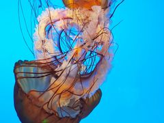 -太平洋海底世界