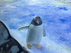 -芜湖新华联大白鲸海洋公园