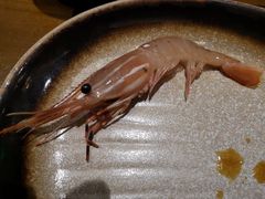 牡丹虾-和彩放题餐厅(酒仙桥店)